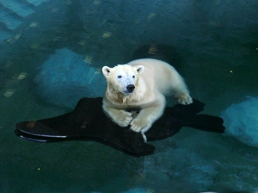 Eisbärin ANORI im Zoologischen Garten Wuppertal am 9. November 2013