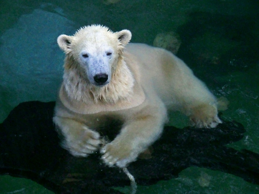 Eisbärin ANORI im Zoologischen Garten Wuppertal am 9. November 2013