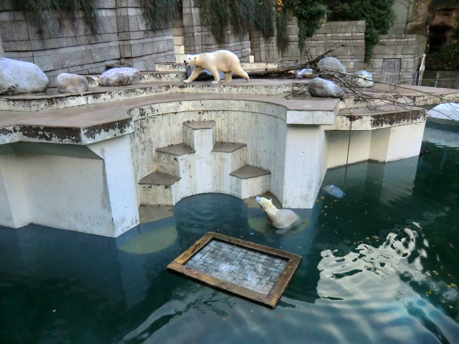 Eisbär LUKA und Eisbärin ANORI im Zoologischen Garten Wuppertal am 9. November 2013