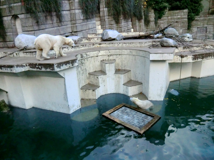 Eisbär LUKA und Eisbärin ANORI im Wuppertaler Zoo am 9. November 2013