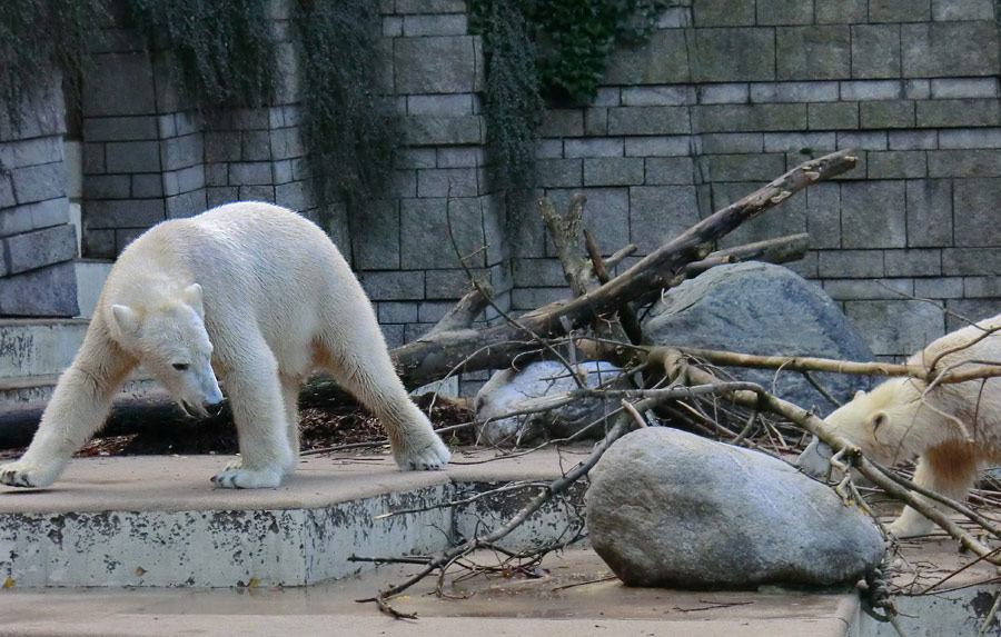 Eisbär LUKA und Eisbärin ANORI im Wuppertaler Zoo am 9. November 2013