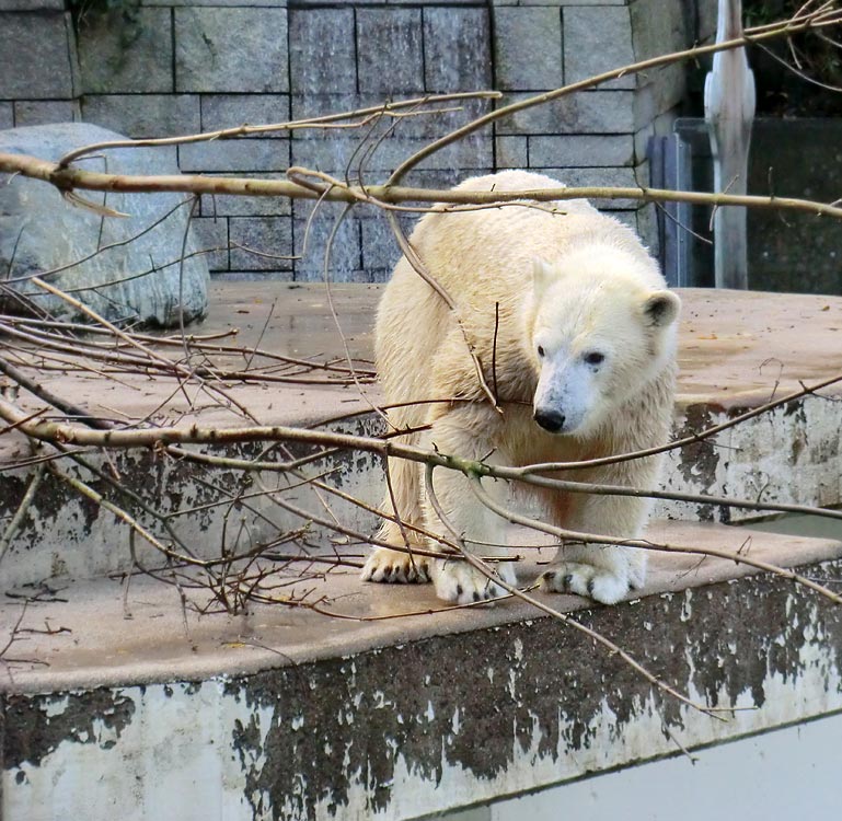 Eisbärin ANORI im Zoo Wuppertal am 9. November 2013