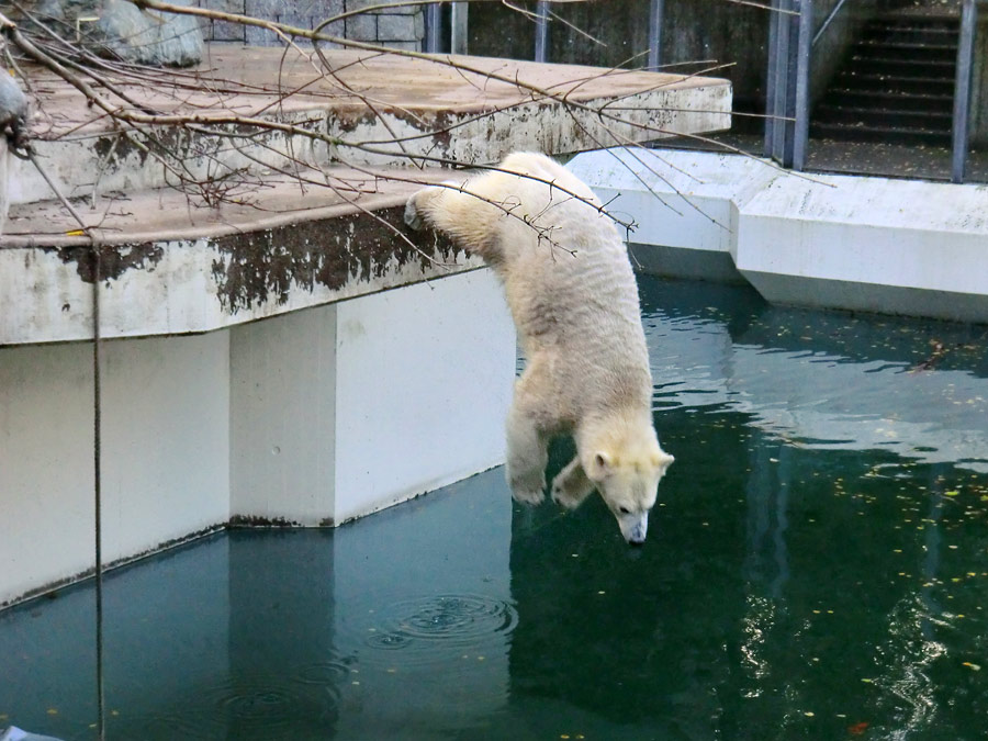 Eisbärin ANORI im Zoologischen Garten Wuppertal am 9. November 2013