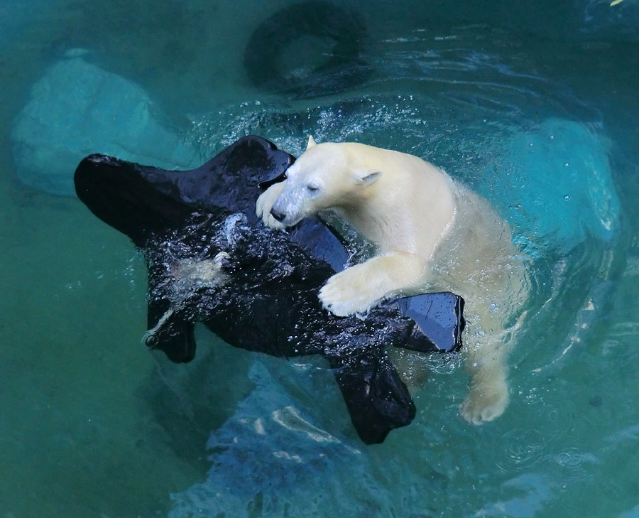 Eisbärin ANORI im Wuppertaler Zoo am 9. November 2013