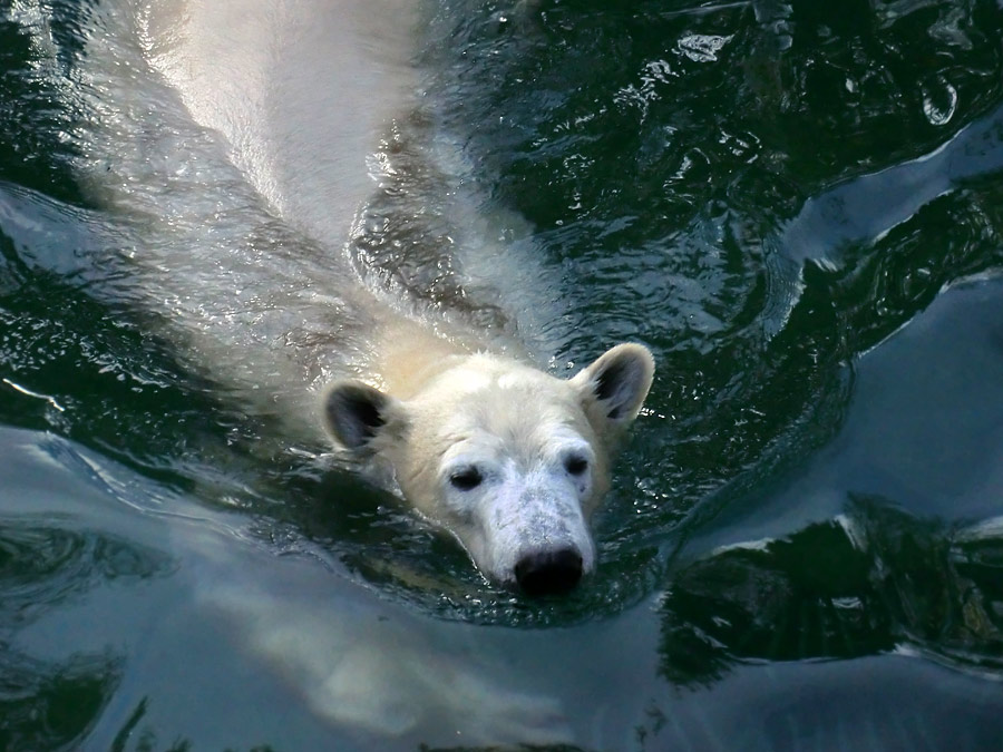 Eisbärin ANORI im Zoo Wuppertal am 9. November 2013