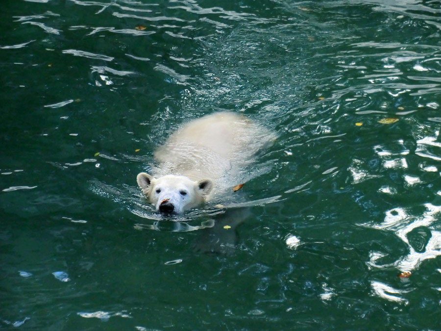 Eisbärin ANORI im Wuppertaler Zoo am 9. November 2013