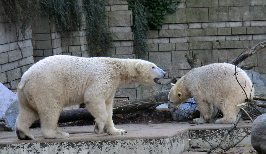 Eisbär LUKA und Eisbärin ANORI im Wuppertaler Zoo am 9. November 2013