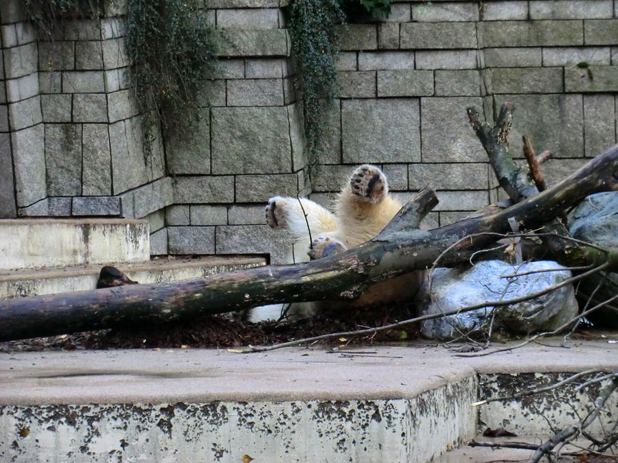 Eisbärin ANORI im Zoo Wuppertal am 9. November 2013