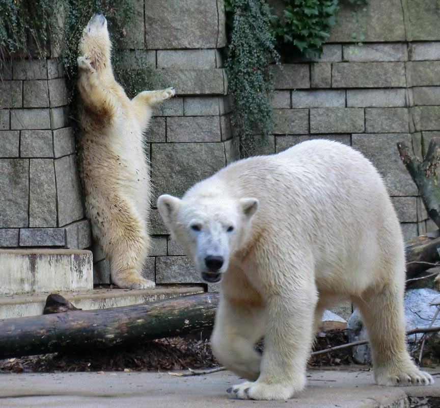 Eisbärin ANORI und Eisbär LUKA im Zoologischen Garten Wuppertal am 9. November 2013