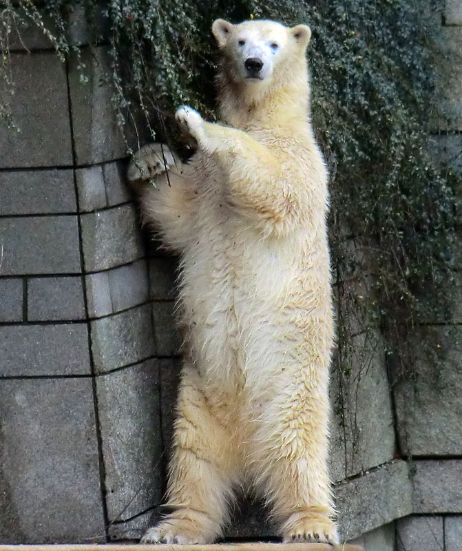 Eisbärin ANORI im Wuppertaler Zoo am 9. November 2013