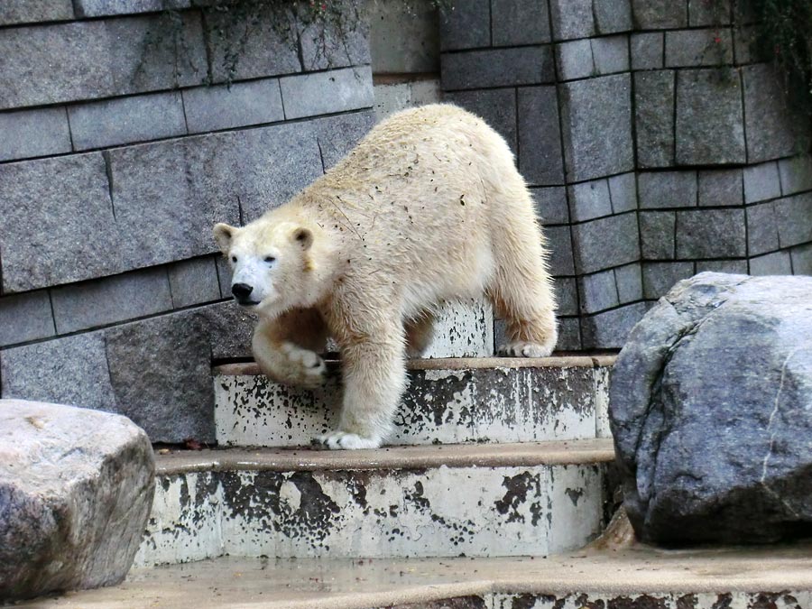 Eisbärin ANORI im Zoologischen Garten Wuppertal am 9. November 2013