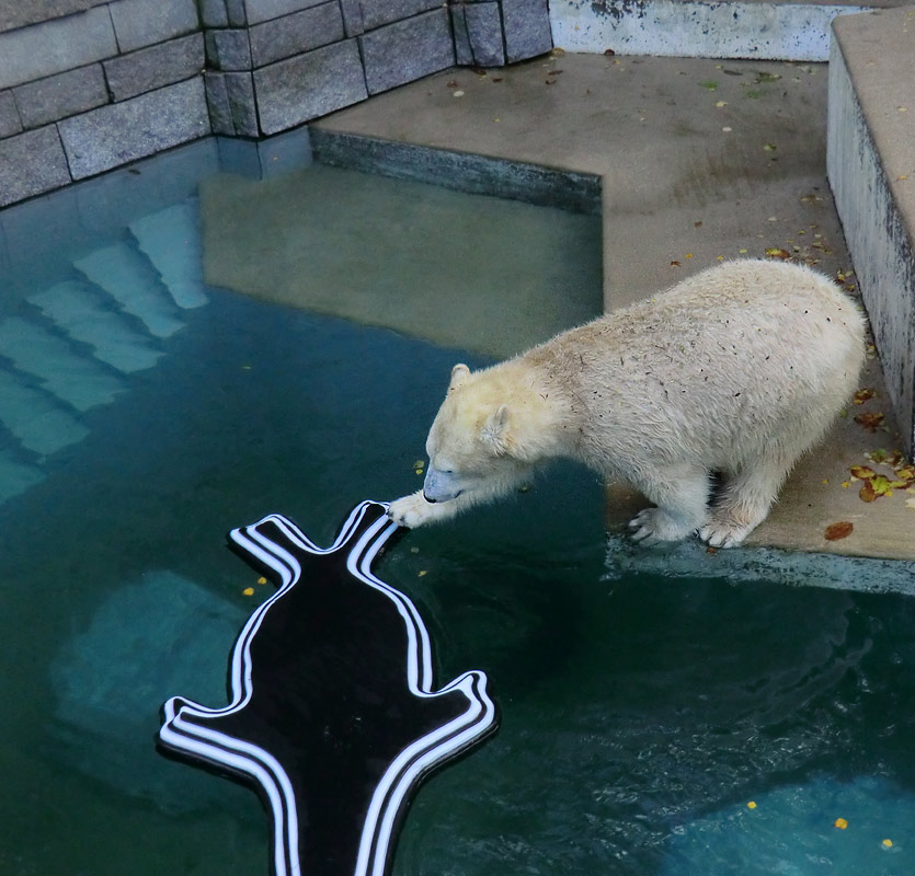 Eisbärin ANORI im Wuppertaler Zoo am 9. November 2013