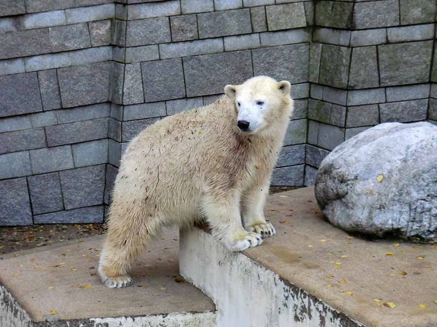 Eisbärin ANORI im Zoologischen Garten Wuppertal am 9. November 2013