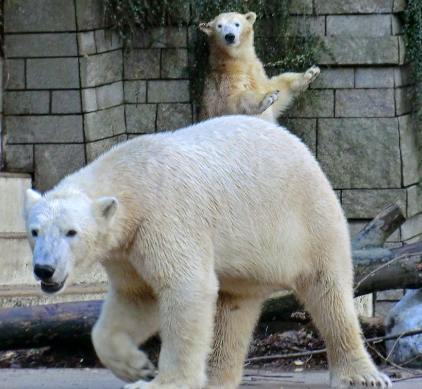 Eisbär LUKA und Eisbärin ANORI im Wuppertaler Zoo am 9. November 2013