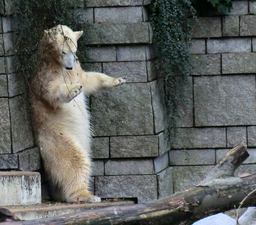 Eisbärin ANORI im Wuppertaler Zoo am 9. November 2013