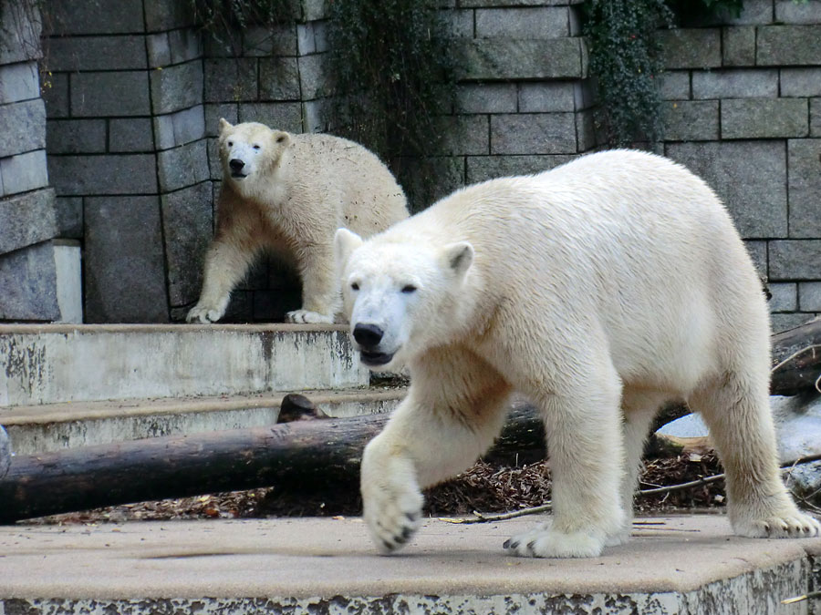 Eisbärin ANORI im Zoo Wuppertal am 9. November 2013