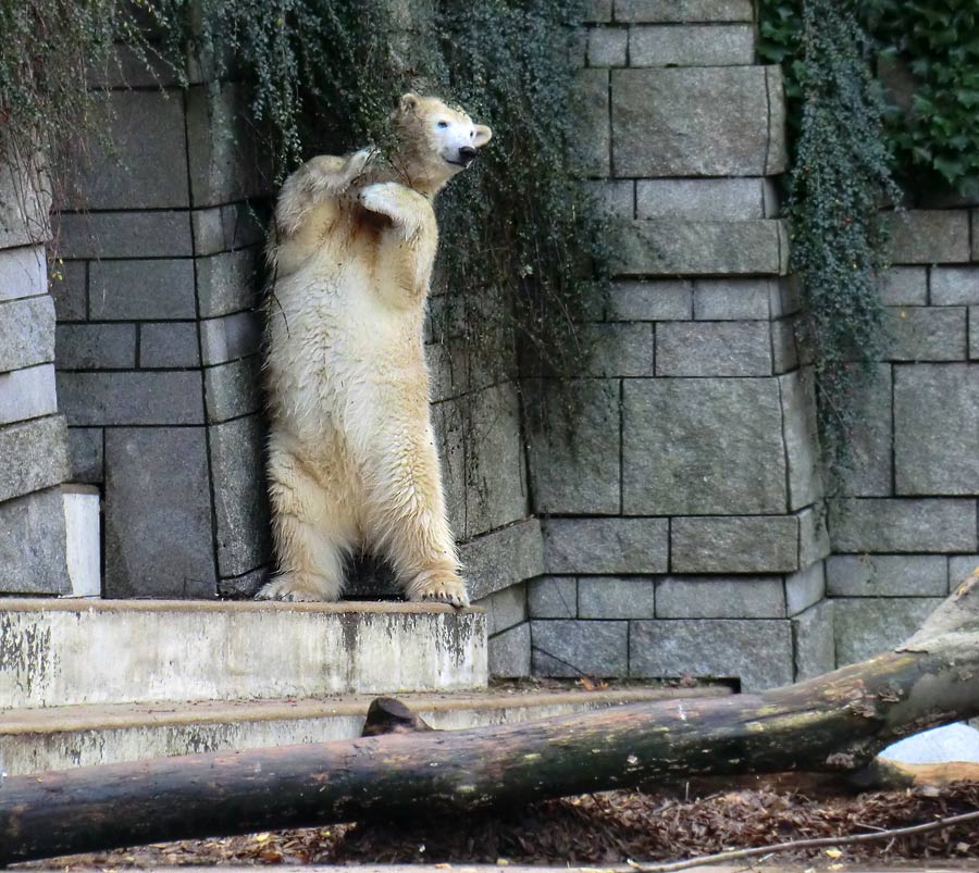 Eisbärin ANORI im Zoo Wuppertal am 9. November 2013