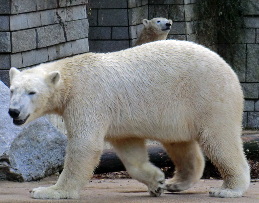 Eisbär LUKA und Eisbärin ANORI im Zoologischen Garten Wuppertal am 9. November 2013