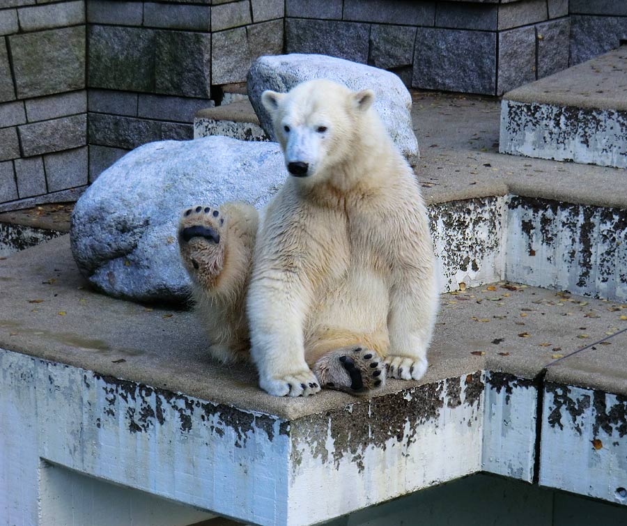 Eisbärin ANORI im Zoologischen Garten Wuppertal am 10. November 2013