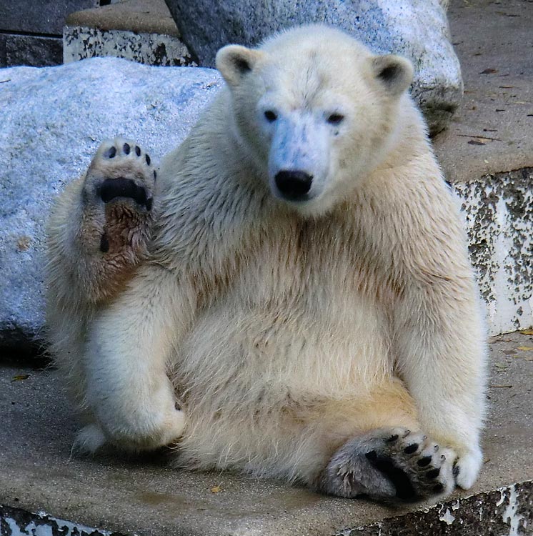 Eisbärin ANORI im Wuppertaler Zoo am 10. November 2013