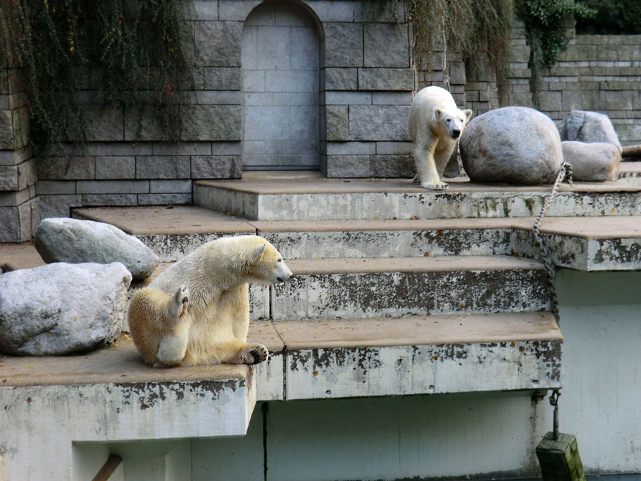 Eisbärin ANORI und Eisbär LUKA im Zoologischen Garten Wuppertal am 10. November 2013