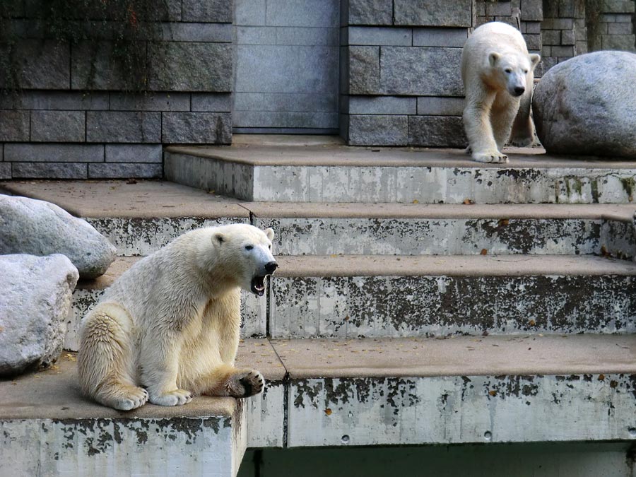 Eisbärin ANORI und Eisbär LUKA im Wuppertaler Zoo am 10. November 2013