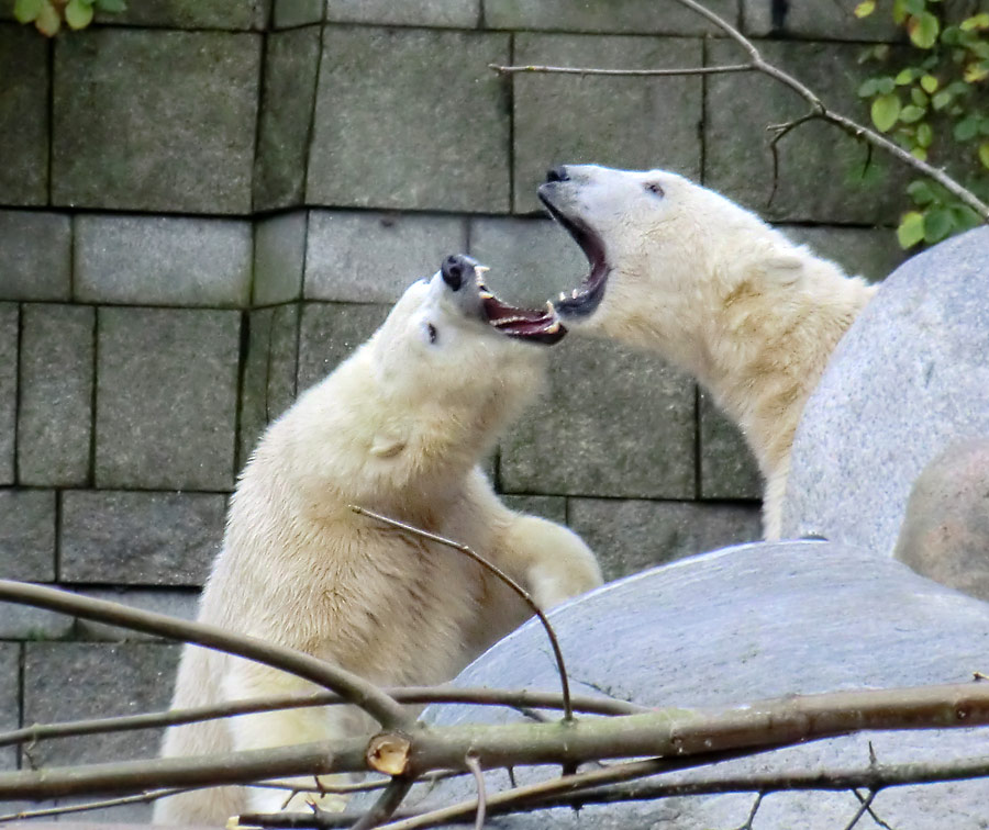 Eisbärin ANORI und Eisbär LUKA im Zoo Wuppertal am 11. November 2013