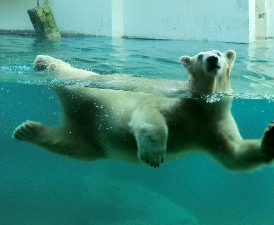 Eisbärin ANORI im Wuppertaler Zoo am 11. November 2013