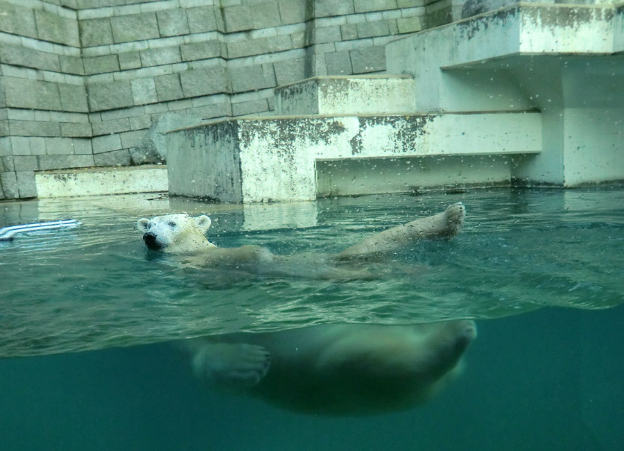 Eisbärin ANORI im Zoologischen Garten Wuppertal am 11. November 2013