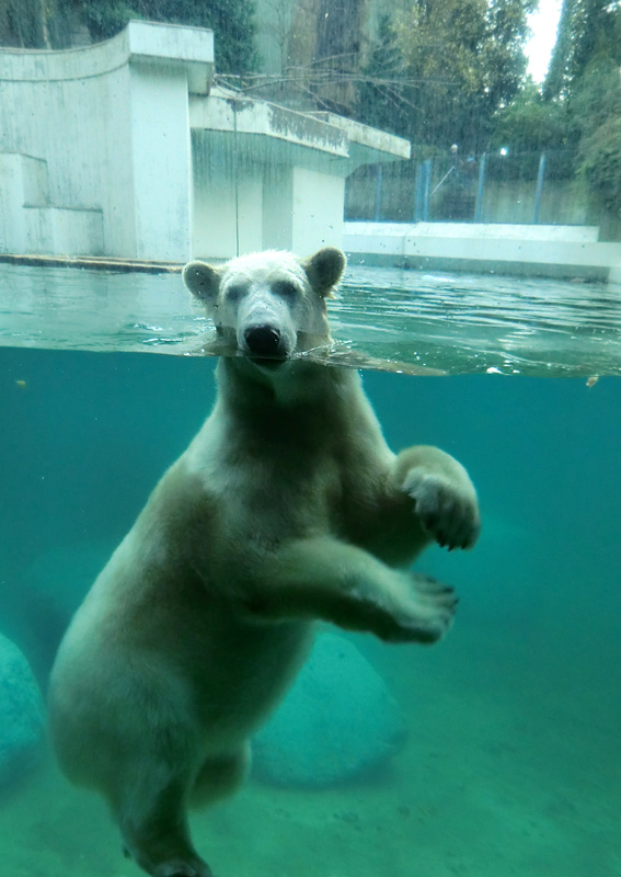 Eisbärin ANORI im Zoo Wuppertal am 11. November 2013