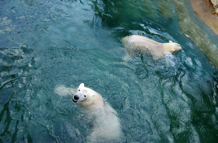 Eisbär LUKA und Eisbärin ANORI im Zoo Wuppertal am 11. November 2013