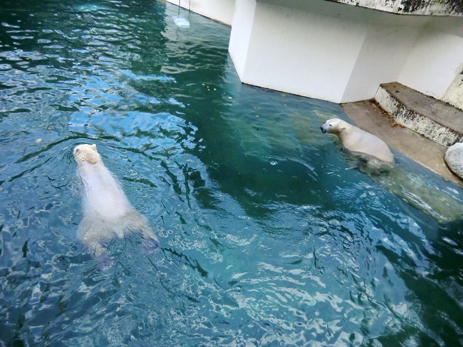 Eisbär LUKA und Eisbärin ANORI im Zoologischen Garten Wuppertal am 11. November 2013