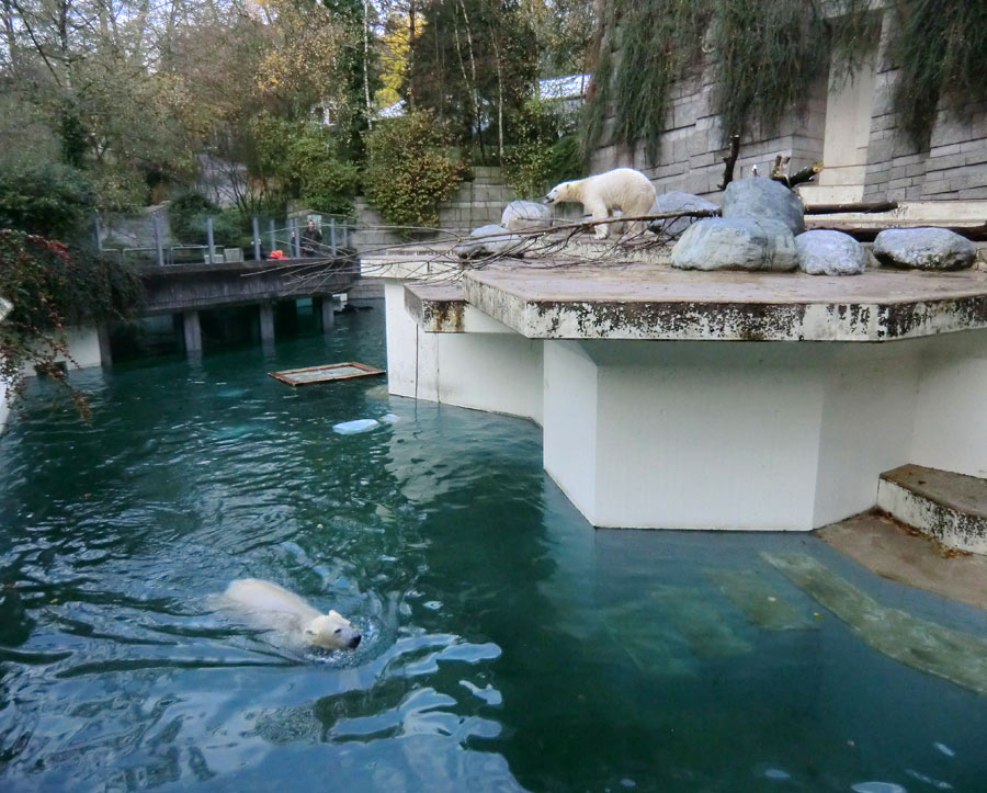 Eisbärin ANORI und Eisbär LUKA im Zoo Wuppertal am 11. November 2013