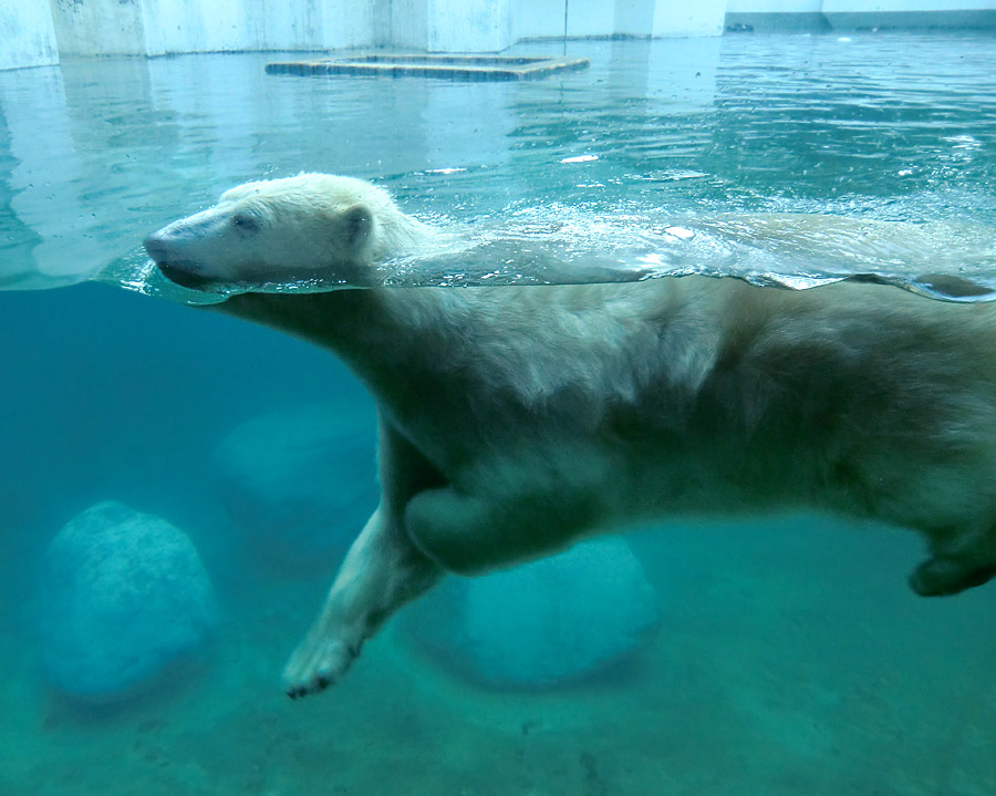 Eisbärin ANORI im Zoologischen Garten Wuppertal am 16. November 2013