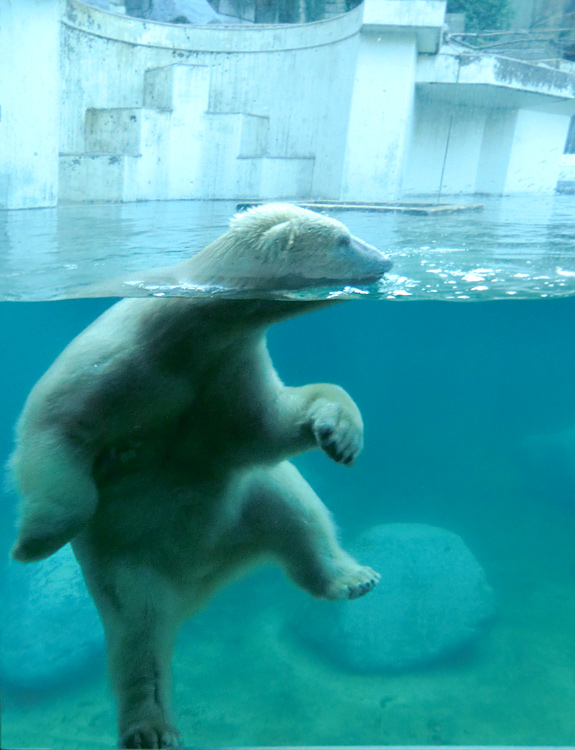 Eisbärin ANORI im Zoo Wuppertal am 16. November 2013