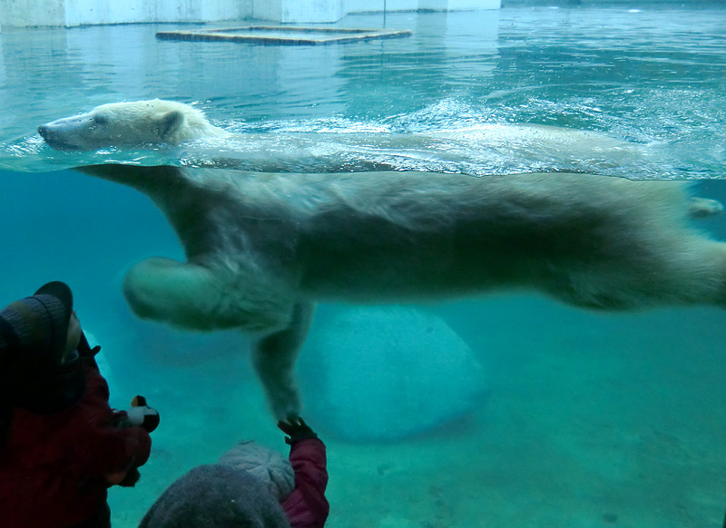 Eisbärin ANORI im Zoologischen Garten Wuppertal am 16. November 2013