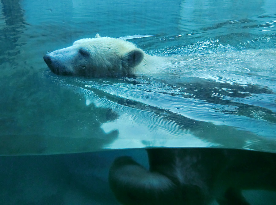 Eisbärin ANORI im Wuppertaler Zoo am 16. November 2013