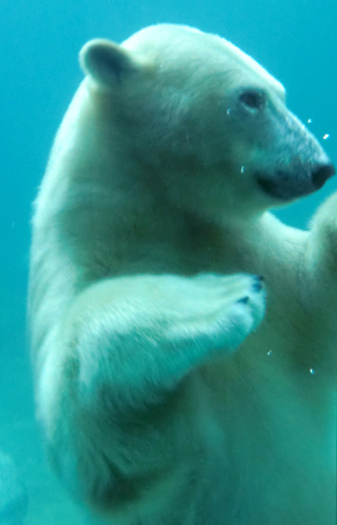 Eisbärin ANORI im Zoo Wuppertal am 16. November 2013