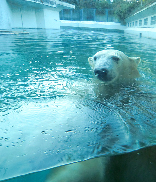 Eisbärin ANORI im Zoologischen Garten Wuppertal am 16. November 2013