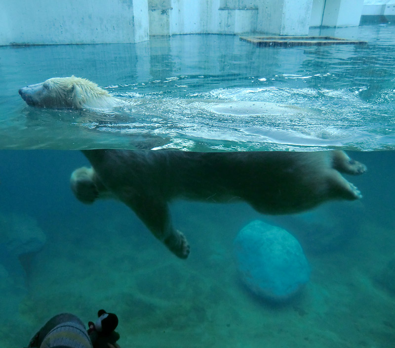 Eisbärin ANORI im Wuppertaler Zoo am 16. November 2013