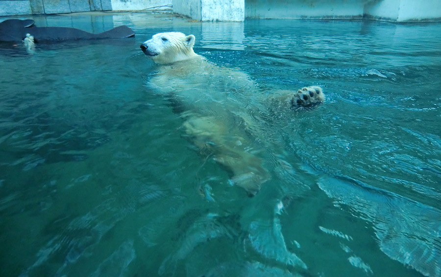 Eisbärin ANORI im Zoo Wuppertal am 16. November 2013