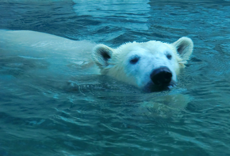 Eisbärin ANORI im Zoologischen Garten Wuppertal am 16. November 2013