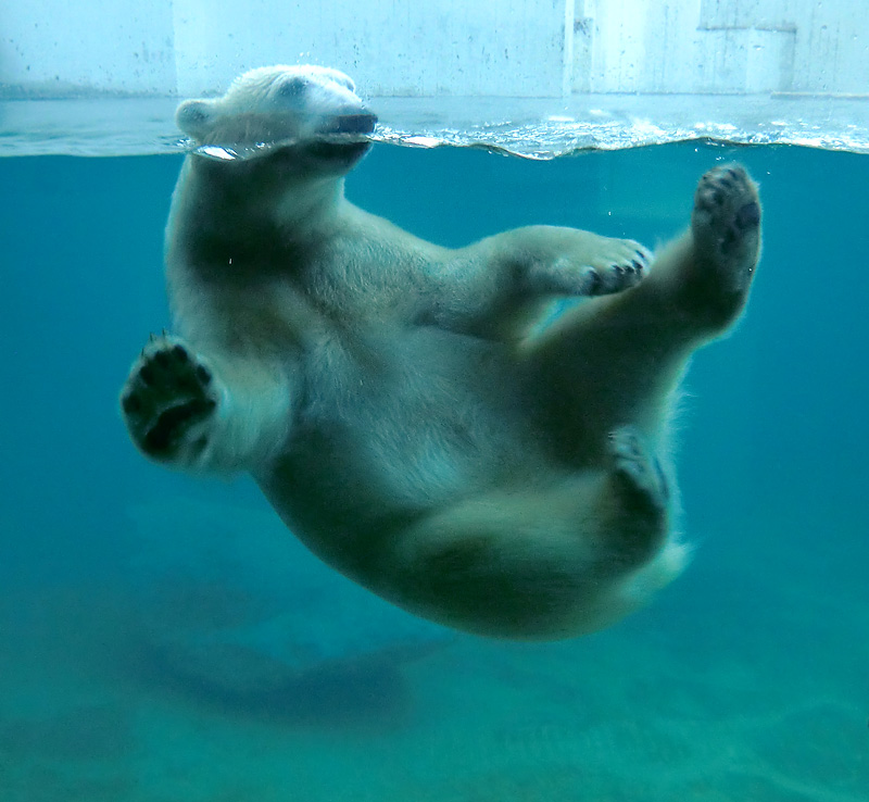 Eisbärin ANORI im Zoo Wuppertal am 16. November 2013