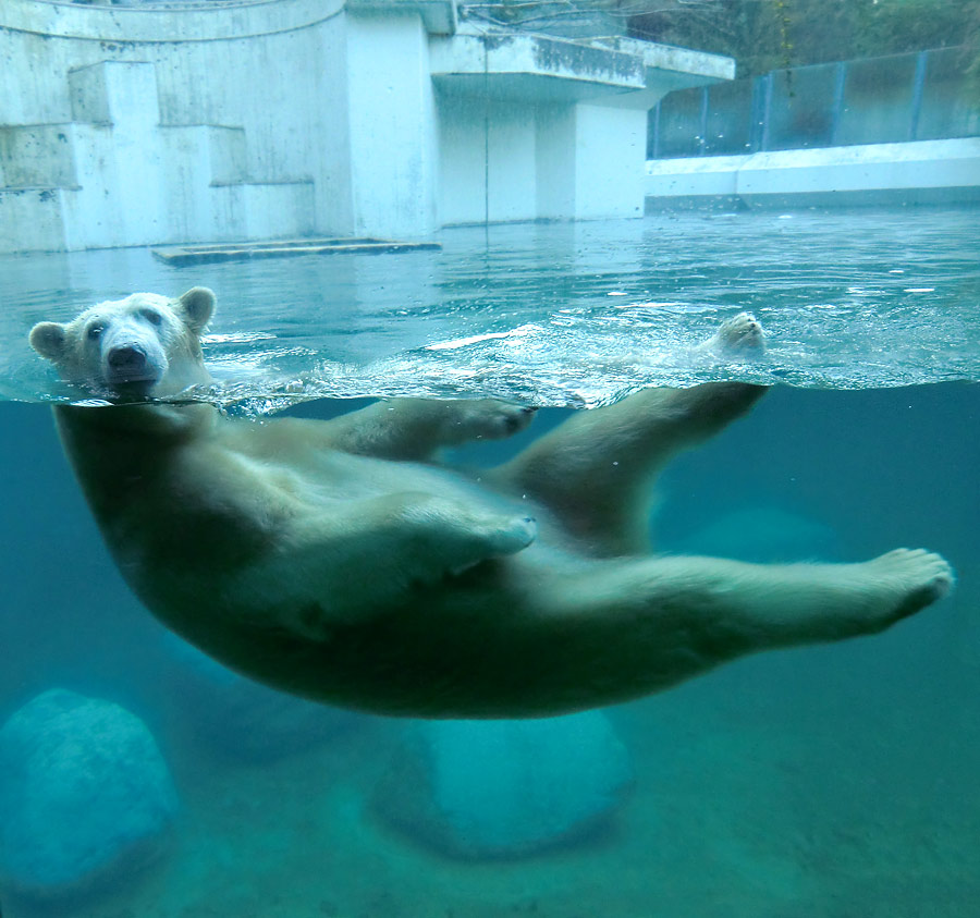 Eisbärin ANORI im Wuppertaler Zoo am 16. November 2013