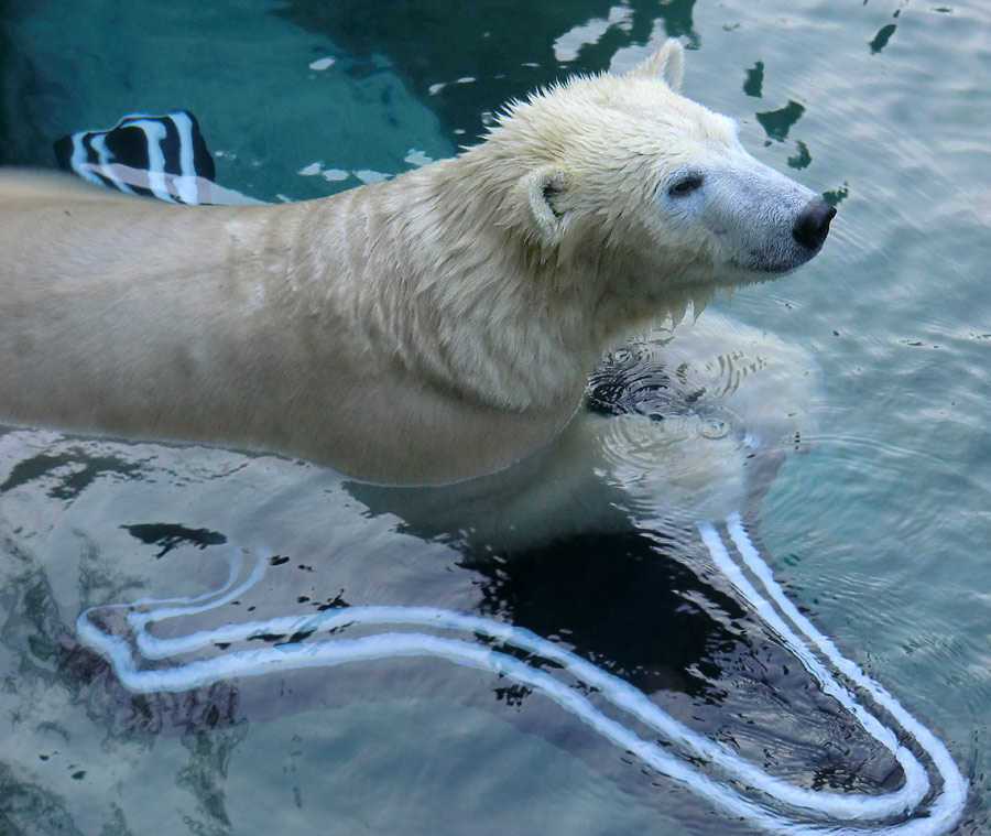 Eisbärin ANORI im Zoo Wuppertal am 16. November 2013