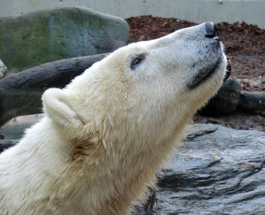 Eisbär LUKA im Zoologischen Garten Wuppertal am 16. November 2013