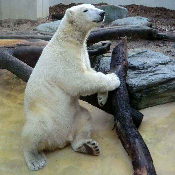 Eisbär LUKA am 16. November 2013 im Wuppertaler Zoo