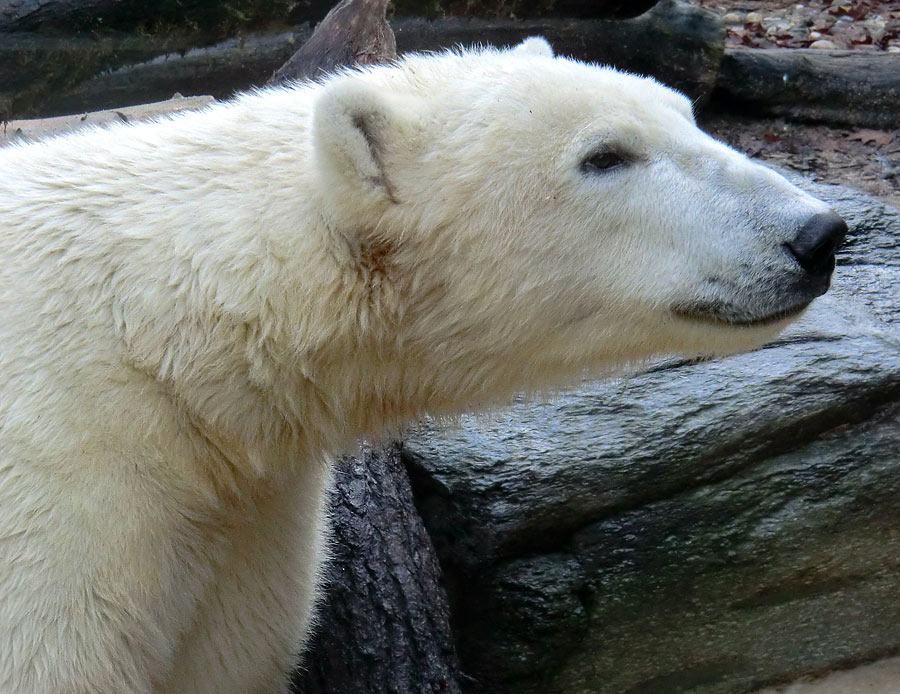 Eisbär LUKA im Wuppertaler Zoo am 16. November 2013