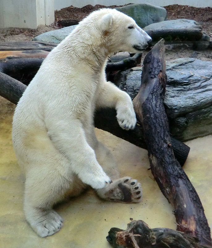 Eisbär LUKA im Zoologischen Garten Wuppertal am 16. November 2013