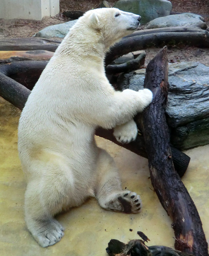 Eisbär LUKA im Wuppertaler Zoo am 16. November 2013